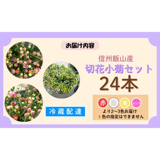 ふるさと納税 雑貨・日用品 花 長野県 飯山市  期間限定 小菊 切り花 奥信濃飯山 〜木内ファームの切花小菊24本セット〜 2026年7月下旬より出荷 │長野県 飯山…_6