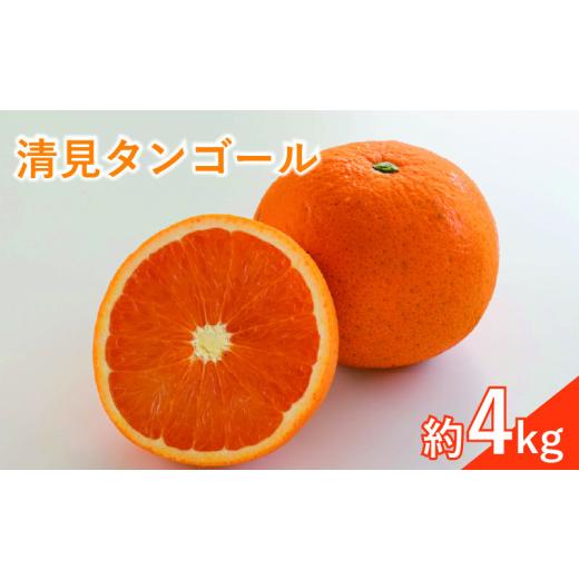 ふるさと納税 みかん・柑橘類 愛媛県 松山市 &lt;先行予約3月下旬頃より発送予定&gt; 訳あり 清見タンゴール 約4kg 約4kg