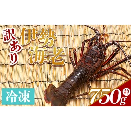 ふるさと納税 エビ 伊勢エビ 高知県 香南市 伊勢海老 計750g(1〜3匹) 冷凍 - 訳あり 国産 エビ えび 海鮮 魚介 産地直送 プリプリ 味噌汁 刺身 焼き物 汁物 え…