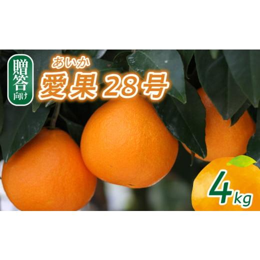 ふるさと納税 みかん・柑橘類 愛媛県 松山市 2025年12月頃から発送 愛果28号 贈答用 4kg 4kg