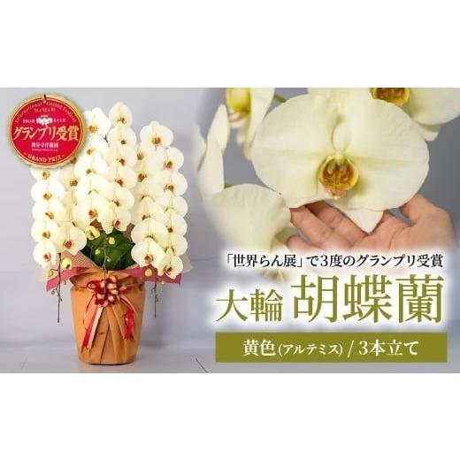 ふるさと納税 雑貨・日用品 花 埼玉県 北本市 先行予約 胡蝶蘭 黄色 アルテミス 大輪 3本立て | 花 お花 大輪胡蝶蘭 こちょうらん コチョウラン 蘭 洋蘭 花 …