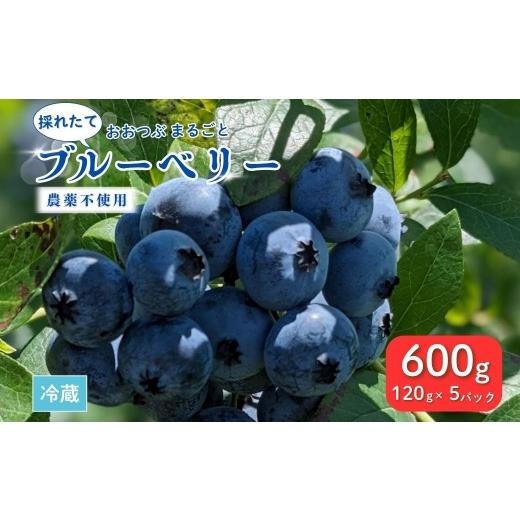ふるさと納税 果物類 福島県 南相馬市 生 採れたて ブルーベリー 農薬不使用 期間限定 600g (120g×5パック) | 生 採れたて とれたて ブルーベリー 期間限定 …
