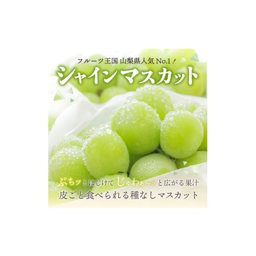 ふるさと納税 ぶどう マスカット 山梨県 富士吉田市  2026年発送 3回定期便 ジューシーで甘さ抜群 厳選シャインマスカット1kg以上×3回配送 シャインマスカッ…の画像