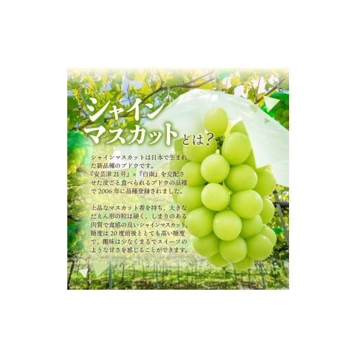 ふるさと納税 ぶどう マスカット 山梨県 富士吉田市  2026年発送 3回定期便 ジューシーで甘さ抜群 厳選シャインマスカット1kg以上×3回配送 シャインマスカッ…の画像