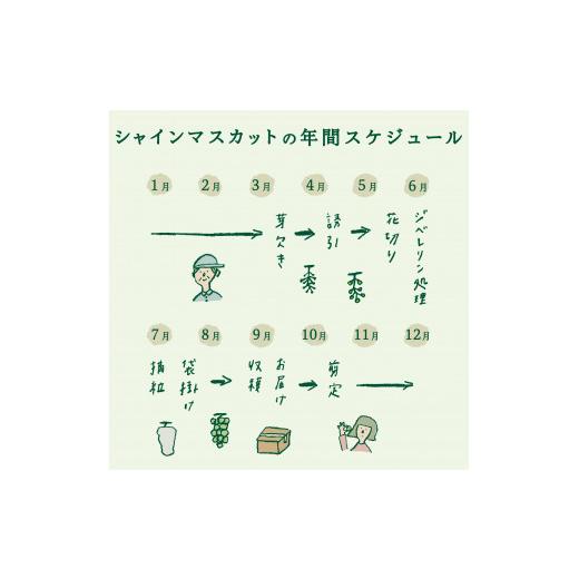 ふるさと納税 ぶどう マスカット 山梨県 富士吉田市  2026年発送 3回定期便 ジューシーで甘さ抜群 厳選シャインマスカット1kg以上×3回配送 シャインマスカッ…の画像