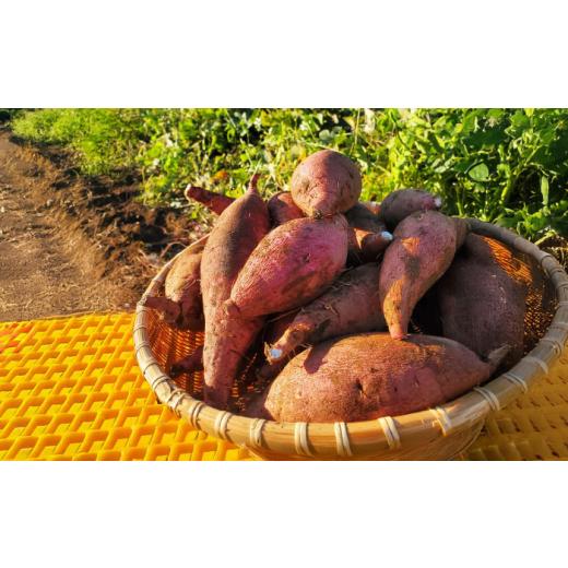 ふるさと納税 野菜類 サツマイモ 長崎県 五島市  2026年11月より発送 島の元気なさつまいも ねっとり甘い『紅はるか』5kg 五島市／あわたに農園 PGO002の画像
