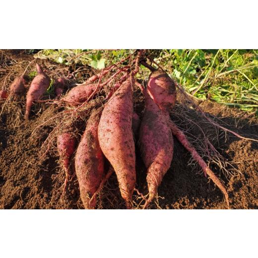 ふるさと納税 野菜類 サツマイモ 長崎県 五島市  2026年11月より発送 島の元気なさつまいも ねっとり甘い『紅はるか』5kg 五島市／あわたに農園 PGO002の画像