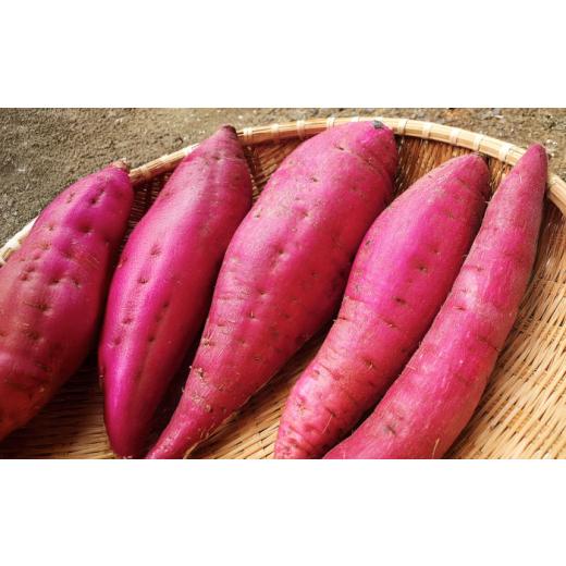 ふるさと納税 野菜類 サツマイモ 長崎県 五島市  2026年11月より発送 島の元気なさつまいも ねっとり甘い『紅はるか』5kg 五島市／あわたに農園 PGO002の画像