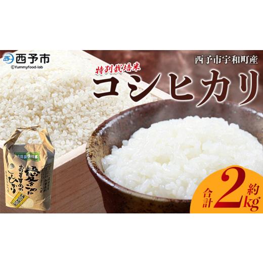 ふるさと納税 米 コシヒカリ 愛媛県 西予市 令和7年産 西予市宇和町産 特別栽培米コシヒカリ 約2kg お米 コメ こめ 白米 精米 単一原料米 ご飯 白飯 ごはん …