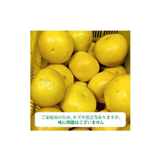 ふるさと納税 地域のお礼の品 高知県 土佐市  先行予約 土佐文旦 家庭用 約10kg （L〜3Lサイズ混合：17〜24玉入り） 文旦 ぶんたん ブンタン 柑橘 フルーツ デ…_3