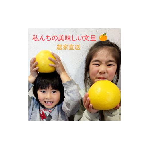 ふるさと納税 地域のお礼の品 高知県 土佐市  先行予約 土佐文旦 家庭用 約10kg （L〜3Lサイズ混合：17〜24玉入り） 文旦 ぶんたん ブンタン 柑橘 フルーツ デ…_4