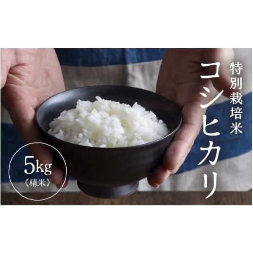 ふるさと納税 米 コシヒカリ 福井県 あわら市 令和7年産 特別栽培米 コシヒカリ 精米 5kg×1袋(計5kg) /福井県産 ブランド米 コシヒカリ ご飯 白米 新鮮 …