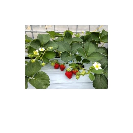 ふるさと納税 いちご 長野県 茅野市 長野県茅野市産 いちご キッツ苺/信大BS8-9 1箱 500g 1596532