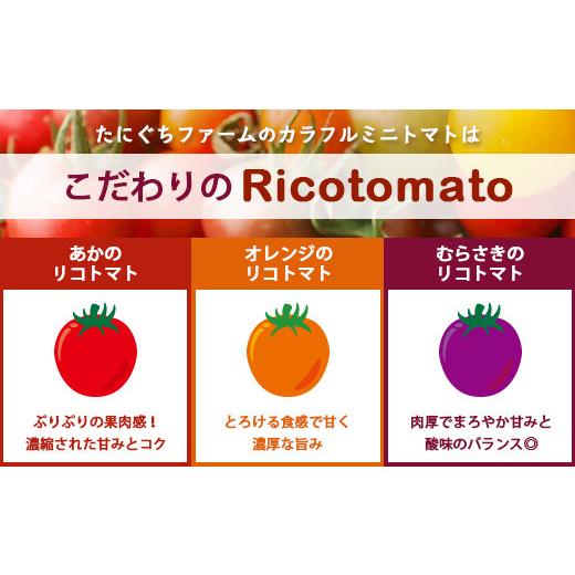 ふるさと納税 トマト ミニトマト 佐賀県 鹿島市 カラフルミニトマト 6種 少量パック 360g (120g×3) 定期便 1〜4回 たにぐちファーム | トマト プチトマト 野…_2