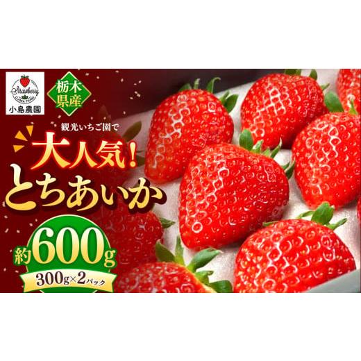 ふるさと納税 いちご 栃木県 真岡市 観光農園で大人気 とちあいか|600g 希少 柔らかい 果肉 大粒 ジューシー 果汁 いちご 苺 特産品 ストロベリー strawberry…