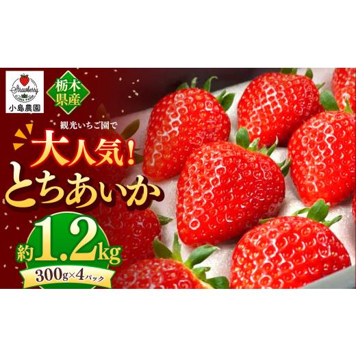 ふるさと納税 いちご 栃木県 真岡市 観光農園で大人気 とちあいか|1200g 希少 柔らかい 果肉 大粒 ジューシー 果汁 いちご 苺 特産品 ストロベリー strawberr…