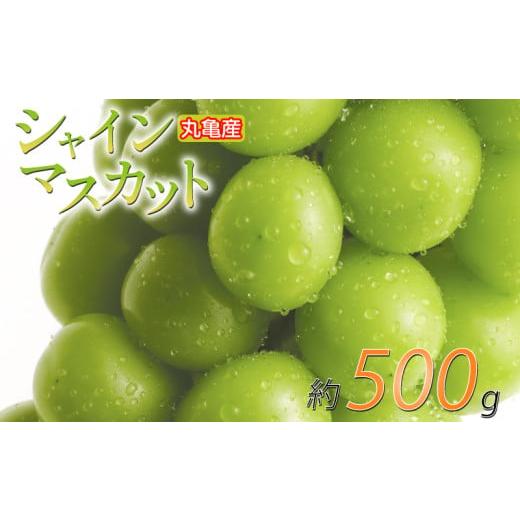 ふるさと納税 ぶどう マスカット 香川県 丸亀市 先行予約 パリッと甘い シャインマスカット 約500g 1房 冷蔵 マスカット ぶどう 葡萄 ブドウ フルーツ 果物 …