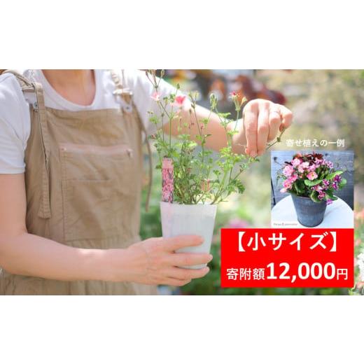 ふるさと納税 雑貨・日用品 花 兵庫県 朝来市 季節の寄せ植え 小サイズ 季節のお花 造園 園芸 お花 鉢植え 自然 ガーデニング 朝来市 糠 肥料 兵庫県朝来市に…