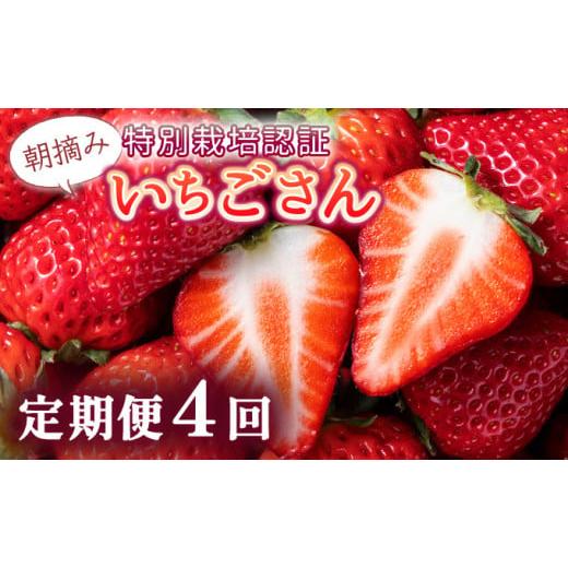 ふるさと納税 いちご 佐賀県 上峰町 先行予約 数量限定 佐賀県人気No.1苺"いちごさん" 4回定期便 (1回 235g×4p 約1kg) いちごさん 4回定期便 (1回 235g…