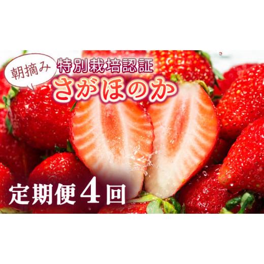 ふるさと納税 いちご 佐賀県 上峰町 先行予約 数量限定 あまい果汁溢れる 最高級品質"さがほのか" 4回定期便 (1回 235g×4p 約1kg) さがほのか 4回定期便…