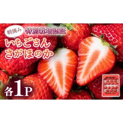 ふるさと納税 いちご 佐賀県 上峰町 先行予約 数量限定 いちごさん&さがほのか食べ比べセット 贈り物にも最適 食べ比べセット470g(各種 235g×1p)