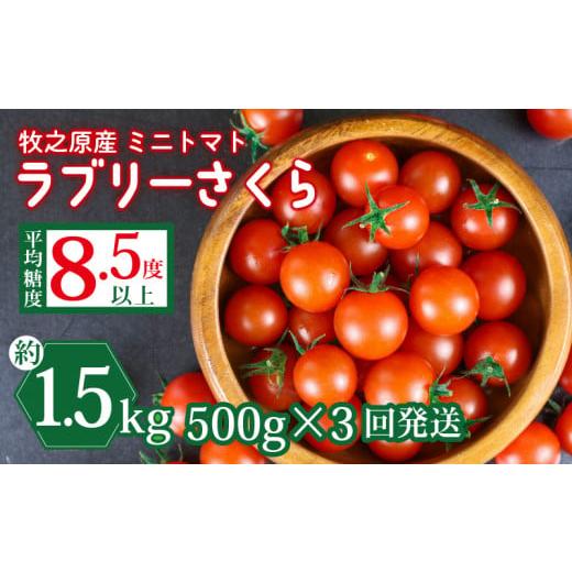 ふるさと納税 トマト ミニトマト 静岡県 牧之原市 ミニ トマト フルーツ トマト ラブリーさくら うまたま 予約 受付 500g × 3回 発送 計 1.5kg 国産 野菜 フ…