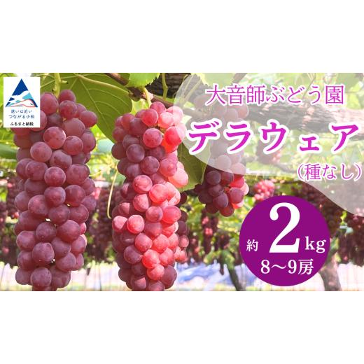 ふるさと納税 ぶどう 石川県 小松市 ぶどう デラウェア 2kg (8房~9房) 果物 ぶどう 葡萄 ぶどうふるさと納税 フルーツ | 石川県 小松市 大音師ぶどう園 2kg…