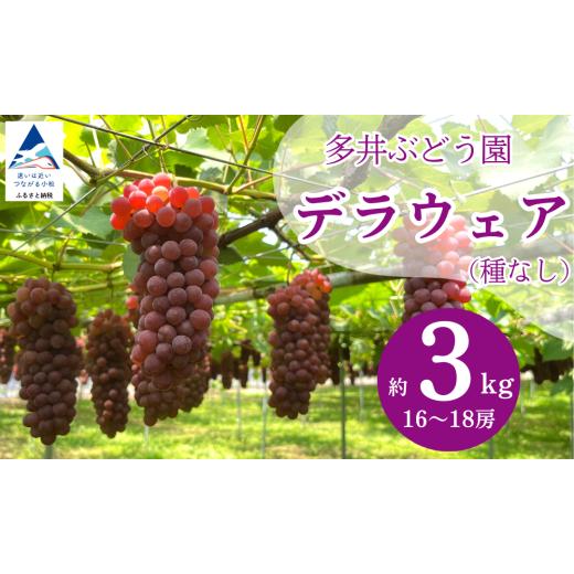 ふるさと納税 ぶどう 石川県 小松市 2026年 先行予約 ぶどう デラウェア 3kg (10房~11房) 果物 ぶどう 葡萄 ぶどうふるさと納税 フルーツ 多井ぶどう園 3kg…