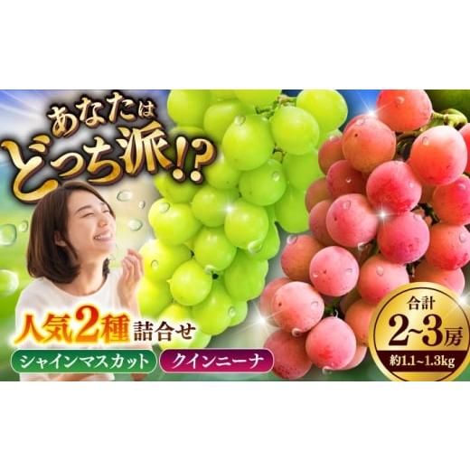 ふるさと納税 ぶどう マスカット 熊本県 菊陽町 限定数量 8月下旬発送開始 シャインマスカット クインニーナ 詰め合わせ 約1.1kg〜1.3kg 合計2〜3房 りとる農…