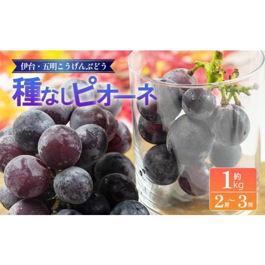 ふるさと納税 ぶどう 愛媛県 松山市 種なしピオーネ 約1kg 2026年8月下旬頃から順次発送 | ピオーネ ぶどう ブドウ フルーツ 果物 くだもの 冷蔵 期間限定 伊…