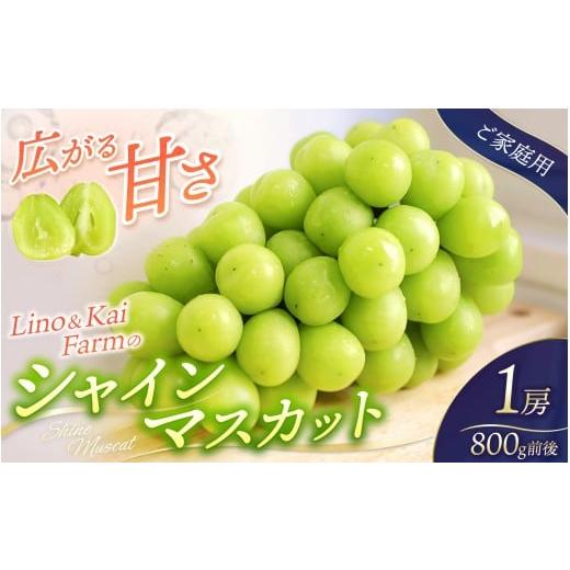 ふるさと納税 ぶどう マスカット 岡山県 真庭市 2026年先行予約 ご家庭用 Lino&Kai Farmのシャインマスカット 1房 (約800g)化粧箱入 / 朝採れ ぶどう 岡…