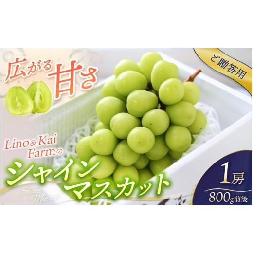 ふるさと納税 ぶどう マスカット 岡山県 真庭市 2026年先行予約 ご贈答用 Lino&Kai Farmのシャインマスカット 1房 (約700〜800g) 化粧箱入り / 朝採れ ぶ…