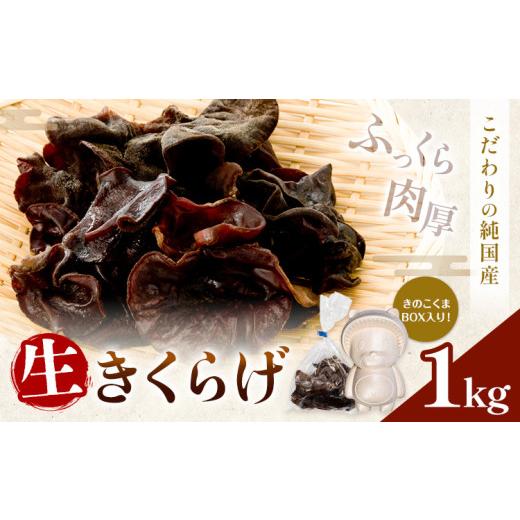 ふるさと納税 野菜類 きのこ 熊本県 山江村 生きくらげ 1kg 鷹乃産業有限会社 [30日以内に出荷予定(土日祝除く)]熊本県 球磨郡 山江村 きくらげ きのこ 野菜…