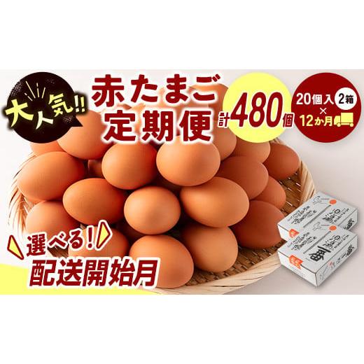 ふるさと納税 卵(鶏、烏骨鶏等) 宮崎県 新富町 配送開始月が選べる 児湯養鶏自慢の卵 ネッカリッチ赤たまご「児湯一番」 計480個 (20個入×2箱)×12か月…