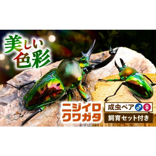ふるさと納税 生き物 愛知県 愛西市  先行予約 ニジイロクワガタ成虫ペア（オスサイズ45mm〜60mm）飼育セット付き 配送不可地域：北海道・沖縄・離島 愛西市 …の画像
