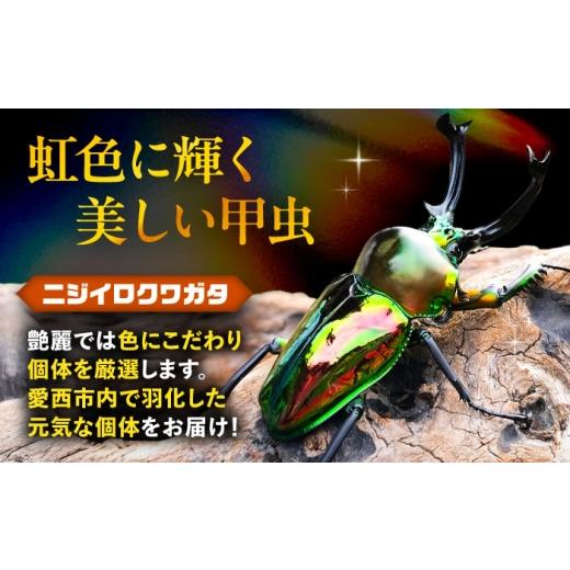 ふるさと納税 生き物 愛知県 愛西市  先行予約 ニジイロクワガタ成虫ペア（オスサイズ45mm〜60mm）飼育セット付き 配送不可地域：北海道・沖縄・離島 愛西市 …の画像