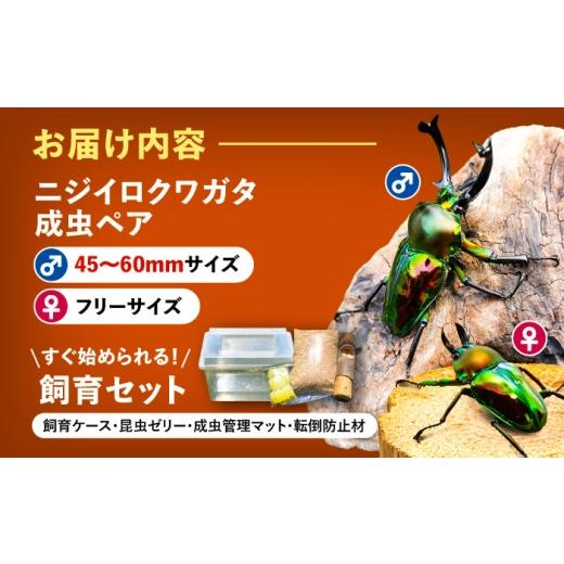 ふるさと納税 生き物 愛知県 愛西市  先行予約 ニジイロクワガタ成虫ペア（オスサイズ45mm〜60mm）飼育セット付き 配送不可地域：北海道・沖縄・離島 愛西市 …の画像