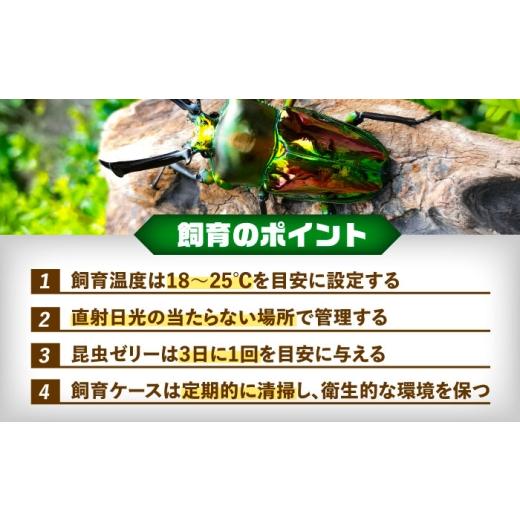 ふるさと納税 生き物 愛知県 愛西市  先行予約 ニジイロクワガタ成虫ペア（オスサイズ45mm〜60mm）飼育セット付き 配送不可地域：北海道・沖縄・離島 愛西市 …の画像
