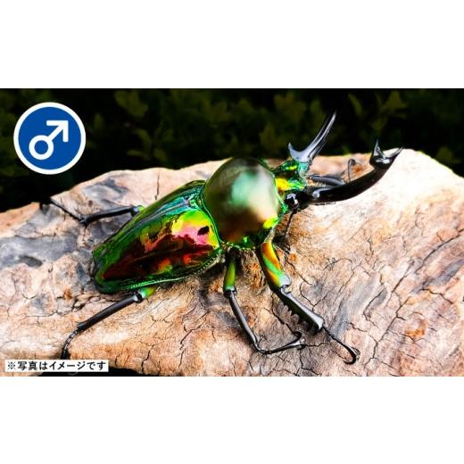 ふるさと納税 生き物 愛知県 愛西市  先行予約 ニジイロクワガタ成虫ペア（オスサイズ45mm〜60mm）飼育セット付き 配送不可地域：北海道・沖縄・離島 愛西市 …の画像