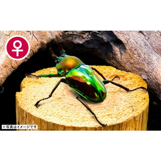 ふるさと納税 生き物 愛知県 愛西市  先行予約 ニジイロクワガタ成虫ペア（オスサイズ45mm〜60mm）飼育セット付き 配送不可地域：北海道・沖縄・離島 愛西市 …の画像