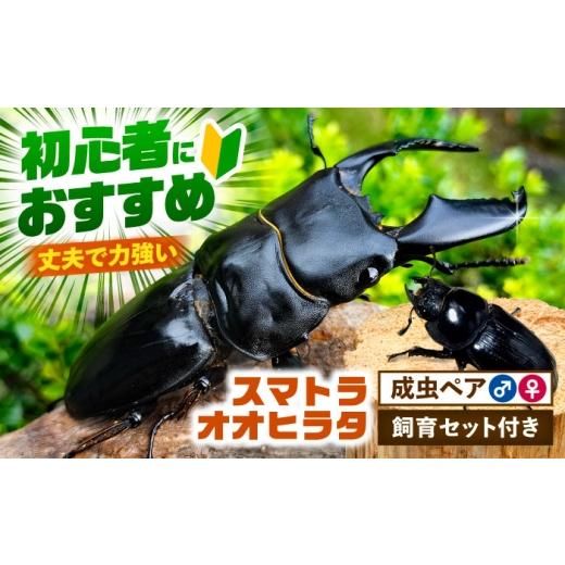 ふるさと納税 生き物 愛知県 愛西市  先行予約 スマトラオオヒラタクワガタ成虫ペア（オスサイズ70mm〜90mm）飼育セット付き 配送不可地域：北海道・沖縄・離…の画像