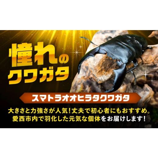 ふるさと納税 生き物 愛知県 愛西市  先行予約 スマトラオオヒラタクワガタ成虫ペア（オスサイズ70mm〜90mm）飼育セット付き 配送不可地域：北海道・沖縄・離…の画像