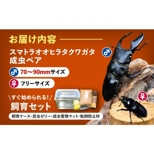ふるさと納税 生き物 愛知県 愛西市  先行予約 スマトラオオヒラタクワガタ成虫ペア（オスサイズ70mm〜90mm）飼育セット付き 配送不可地域：北海道・沖縄・離…の画像