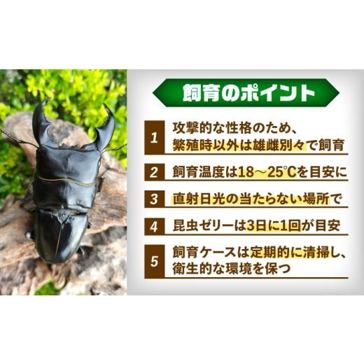 ふるさと納税 生き物 愛知県 愛西市  先行予約 スマトラオオヒラタクワガタ成虫ペア（オスサイズ70mm〜90mm）飼育セット付き 配送不可地域：北海道・沖縄・離…の画像