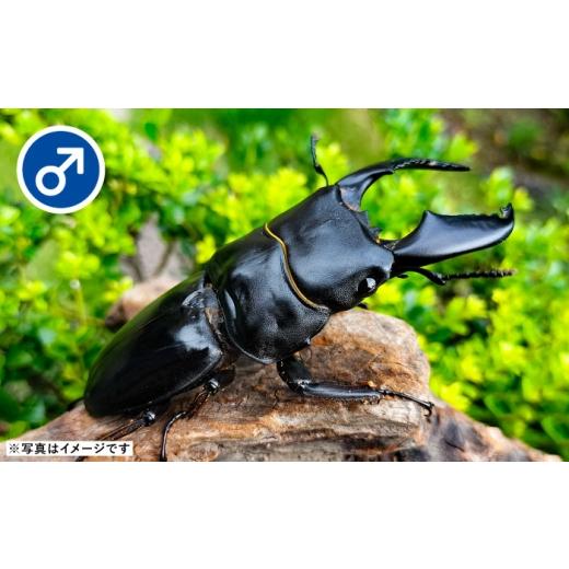 ふるさと納税 生き物 愛知県 愛西市  先行予約 スマトラオオヒラタクワガタ成虫ペア（オスサイズ70mm〜90mm）飼育セット付き 配送不可地域：北海道・沖縄・離…の画像