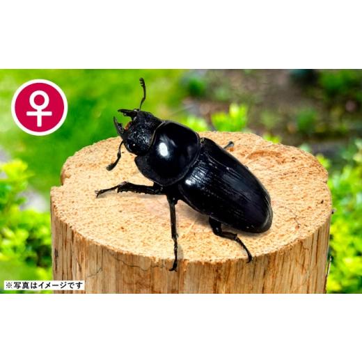 ふるさと納税 生き物 愛知県 愛西市  先行予約 スマトラオオヒラタクワガタ成虫ペア（オスサイズ70mm〜90mm）飼育セット付き 配送不可地域：北海道・沖縄・離…の画像
