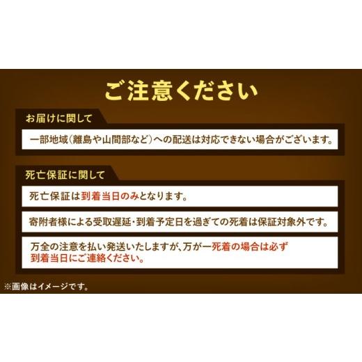 ふるさと納税 生き物 愛知県 愛西市  先行予約 スマトラオオヒラタクワガタ成虫ペア（オスサイズ70mm〜90mm）飼育セット付き 配送不可地域：北海道・沖縄・離…の画像