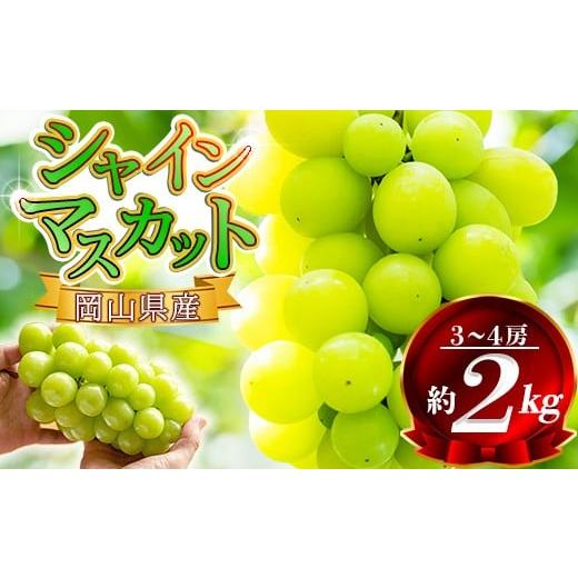 ふるさと納税 ぶどう マスカット 岡山県 早島町 2026年発送先行予約 岡山県産 シャインマスカット 約2kg(3房〜5房) 家庭用 訳あり / 岡山 岡山県 人気 葡…