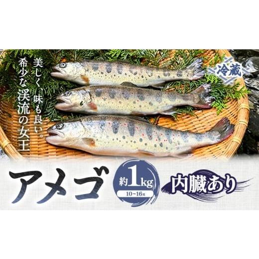 ふるさと納税 川魚 徳島県 美馬市 アメゴ 約1kg 内臓 あり 木屋平淡水養魚場[4月上旬-10月下旬頃出荷(土日祝除く)] 配送不可地域あり 北海道・沖縄・離島 …