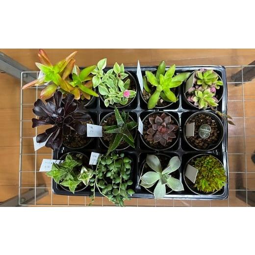 ふるさと納税 花・苗木 和歌山県 有田市 おまかせ多肉植物詰め合わせ(12種)(A1046-1)